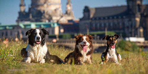 Fotograf Dresden - Tiere
